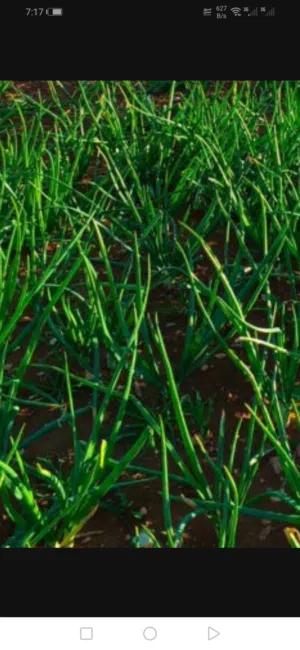 بصل أخضر اخضر