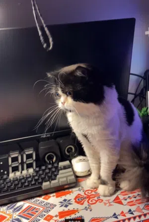 للـتبنّي العاجل: قط ذكر عمره 11 شهر