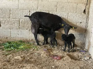 عنز مارسيانو اسباني حلوب