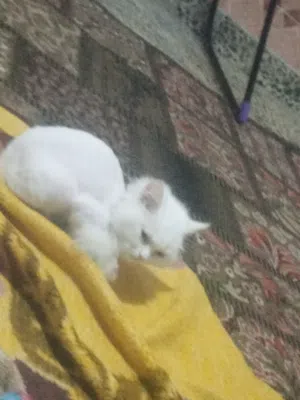 بزونه شيرازي