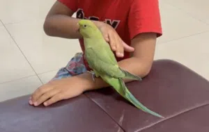 ببغاء للبيع