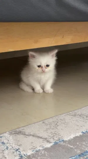 للبيع قطه شيرازيه مع اغراضها