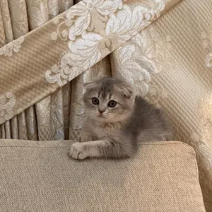 قطط سكوتش فولد مميزات