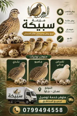 بيع صيصان سمان جامبو وياباني وتاكساس + بيض مخصب وبيض مائدة مزرعة سبيكة