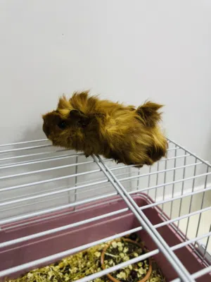 Guinea pet with new cage