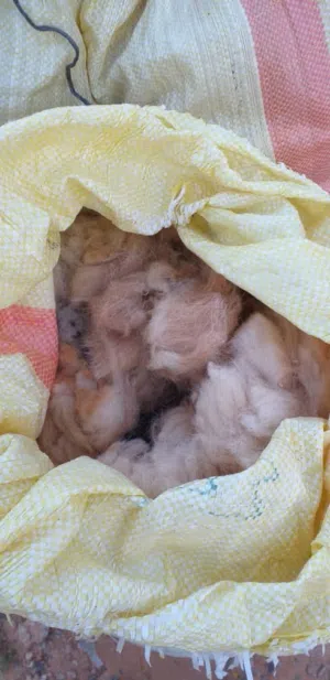 صوف اغنام للبيع