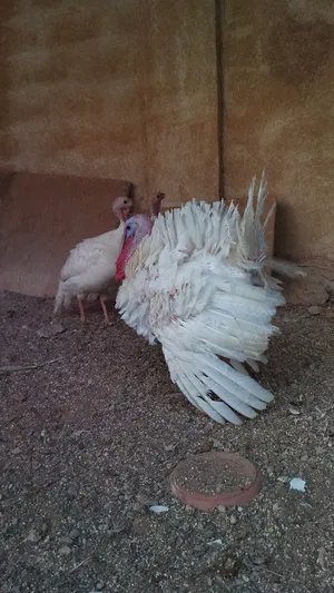 ‏دجاج‏1
