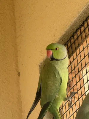 Indian parrot