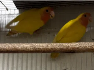 ازواج روز محليه منتجه+ذكر كوكتيل وايت فيس+فروخ غر لاتينو رد فيس