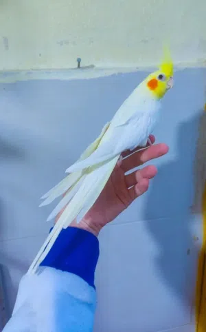طيور زينة جميلة وبأسعار مميزة