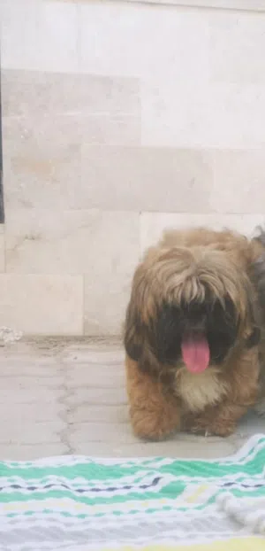 شيتزو ذكر بني