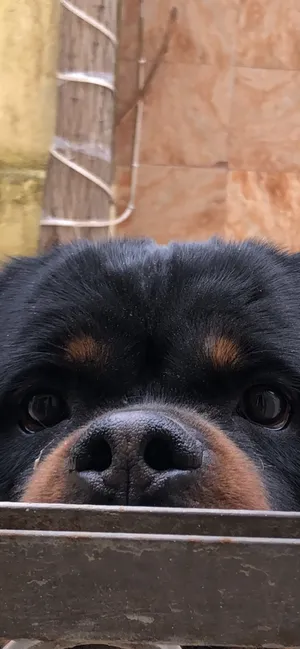 Polo للتزاوج فقط من اعلى الذكور في الاردن