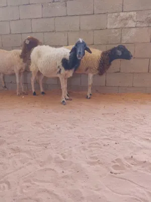 3نعاج بطولهم سنهم كبيرة