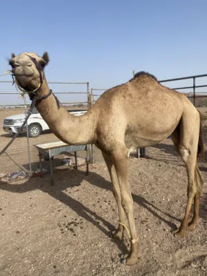 بكره للبيع