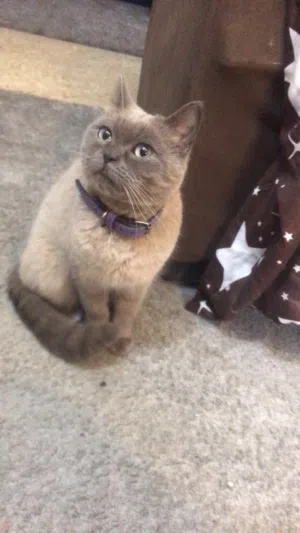 قطة بريتش أنثى بجمال مميز وملامح فخمة عمرها 7 شهور