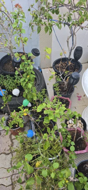 Mix outdoor plants  نباتات خارجية