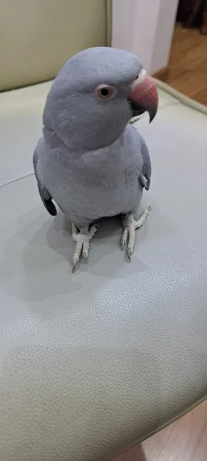 ببغاء متو للبيع