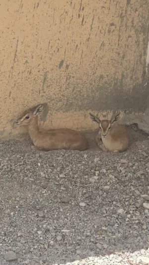 gazelle damani