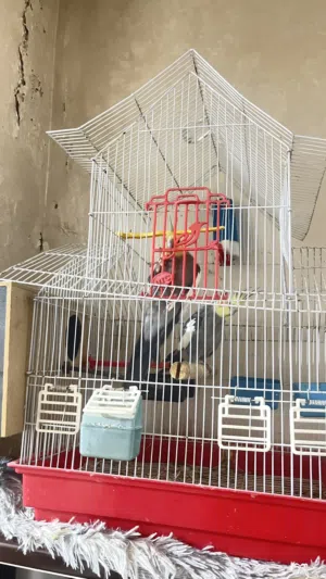 عصافير كوكتيل