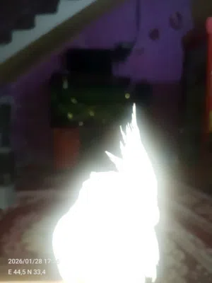 عباس