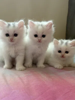 Persian Kittens for Sale -02 months old