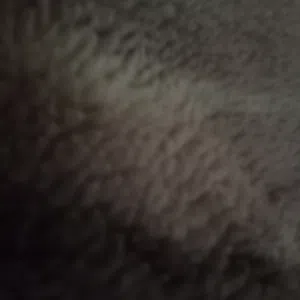 تسلم 