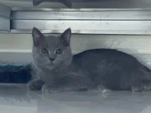 برتش شورت هير British Shorthair