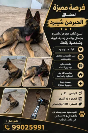 للبيع جيرمن شيبرد