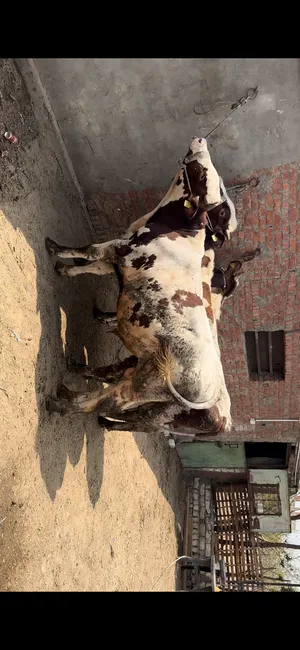 Cows1