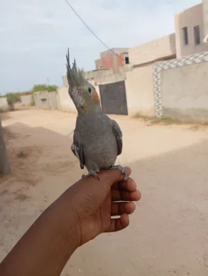 ببغاء كوكتيل حبشي امروض للبيع