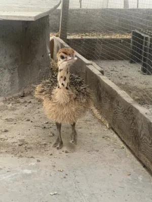 للبيع نعامه افريقي