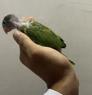 فرخ دره هندي