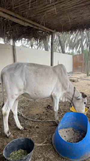 عجل بحري وقابل