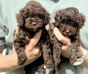 (Toy poodle) tabby