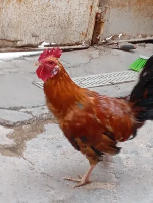 دجاج عرب اقرى الوصف