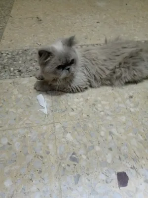 ‏أخرى‏1