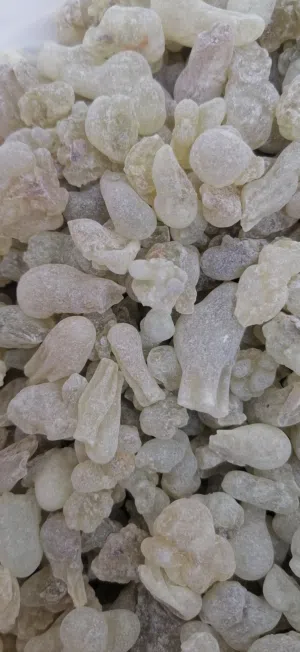 لبان دكر اخضر رقم واحد.. عالي النقا..