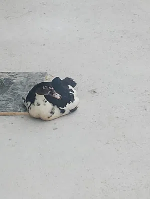 Muscovy duck 5pis