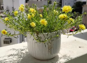 نبات البورتولاكا في أصيص Portulaca pot plant