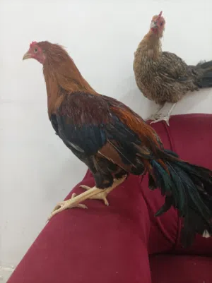 للبيع ديك ودجاجه الموقع صلاله غير قابل للتفاوض