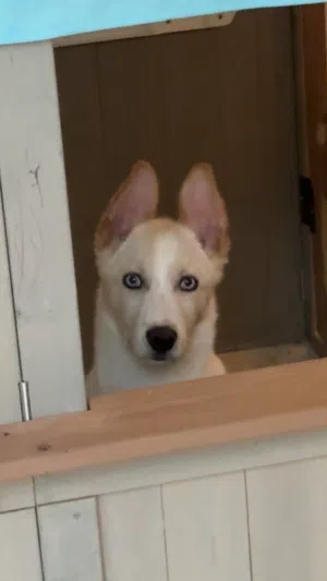 Siberian Husky x German shepherd