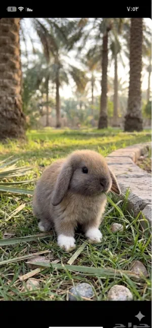 أرانب  متونوعه