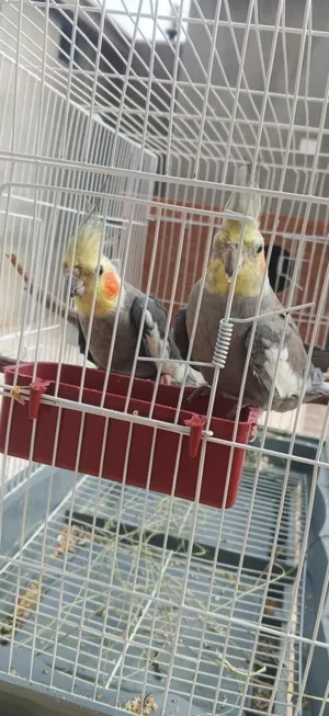 Parrots3