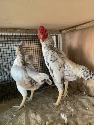 Koshamo pair