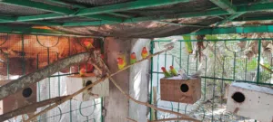 روز اوبلاين ألوان جميلة