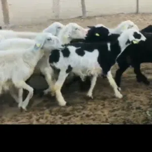 تاجر الغنام