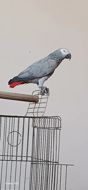 ببغاء زنجباري