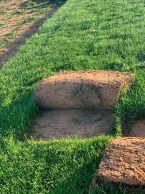 معشب طبيعي