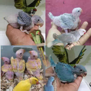 الدره المطوقه_متو