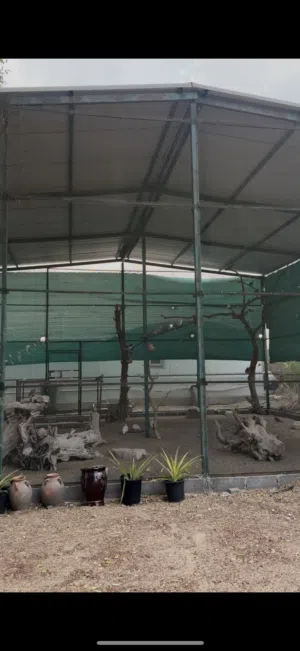 للبيع محميه طيور حجم كبير مع الطيور. القفص